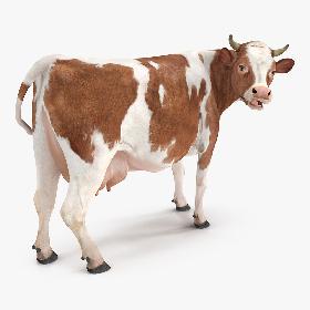 Cow Rigged model